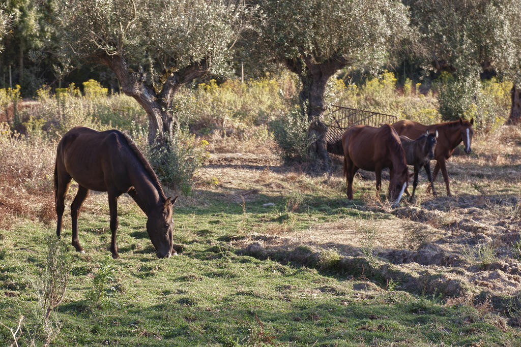 Quinta Dos Alamos Agroturismo Голеган Экстерьер фото